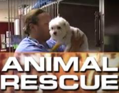 Animal_rescue_with_alex_paen_241x208