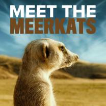 Meet_the_meerkats_241x208