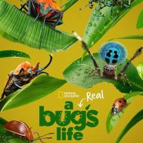 Real_bugs_life_241x208
