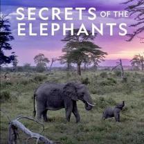 Secrets_of_the_elephants_241x208